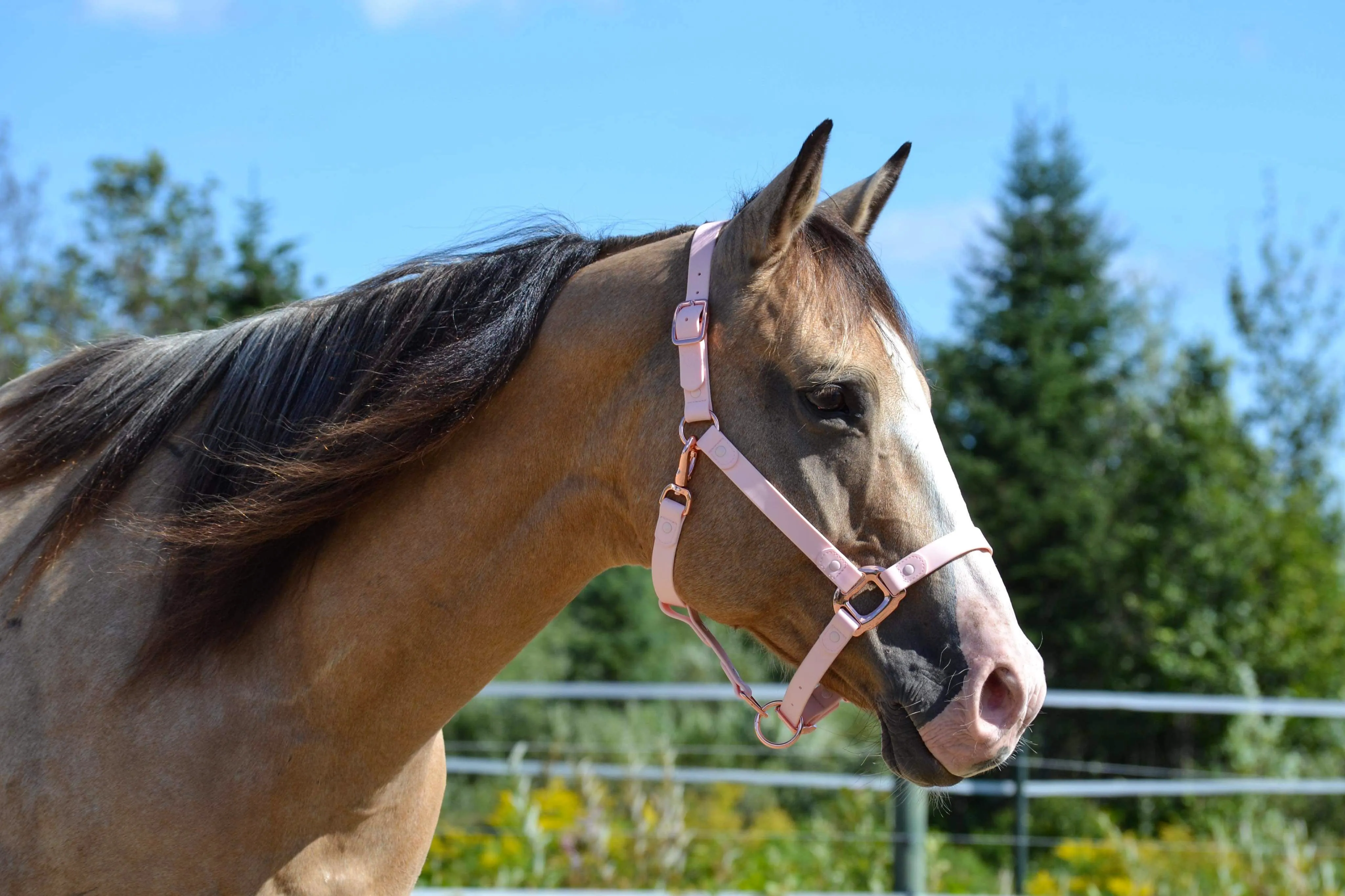 iCavalos Horse Halter Candy Pink