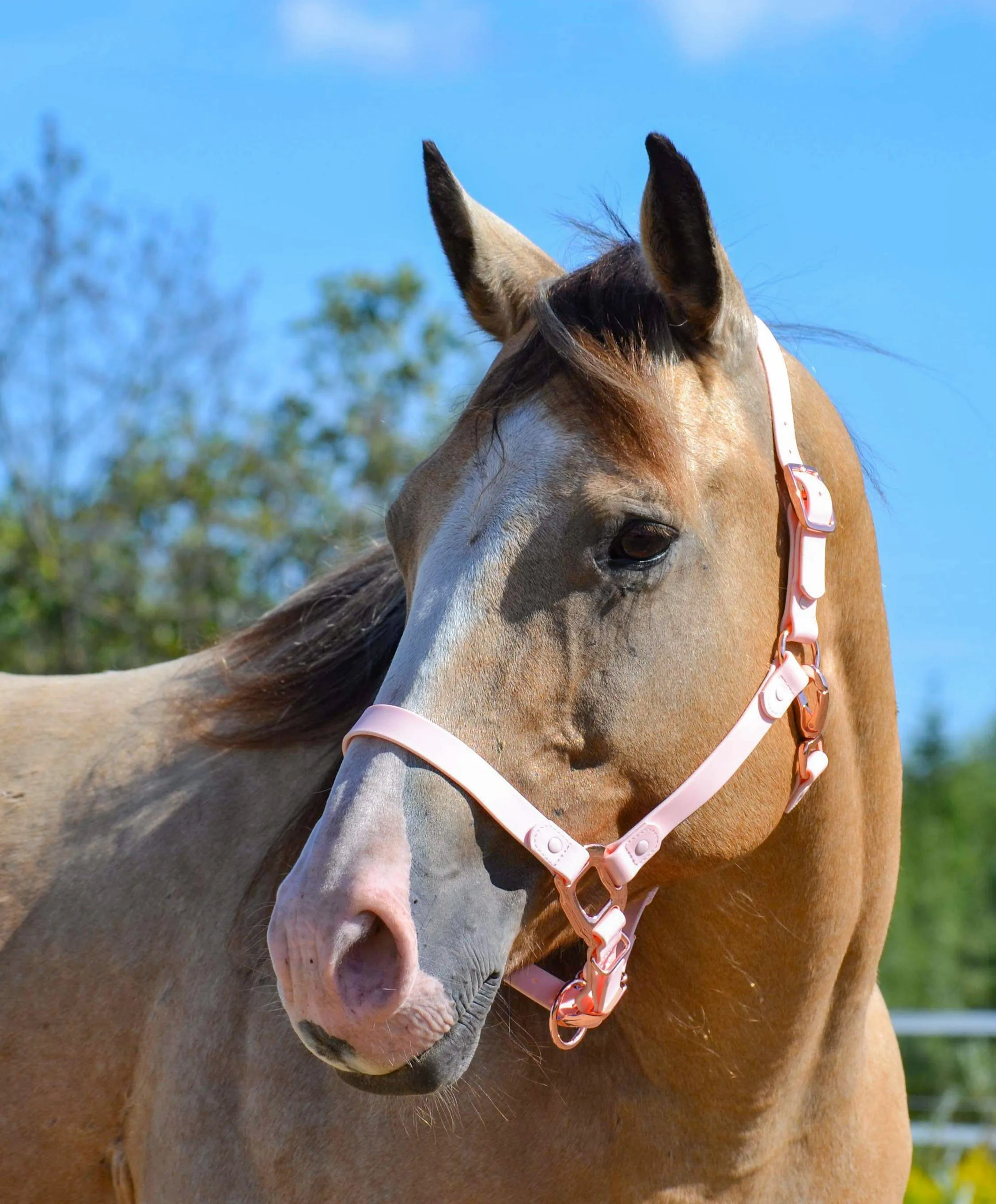 iCavalos Horse Lead Candy Pink