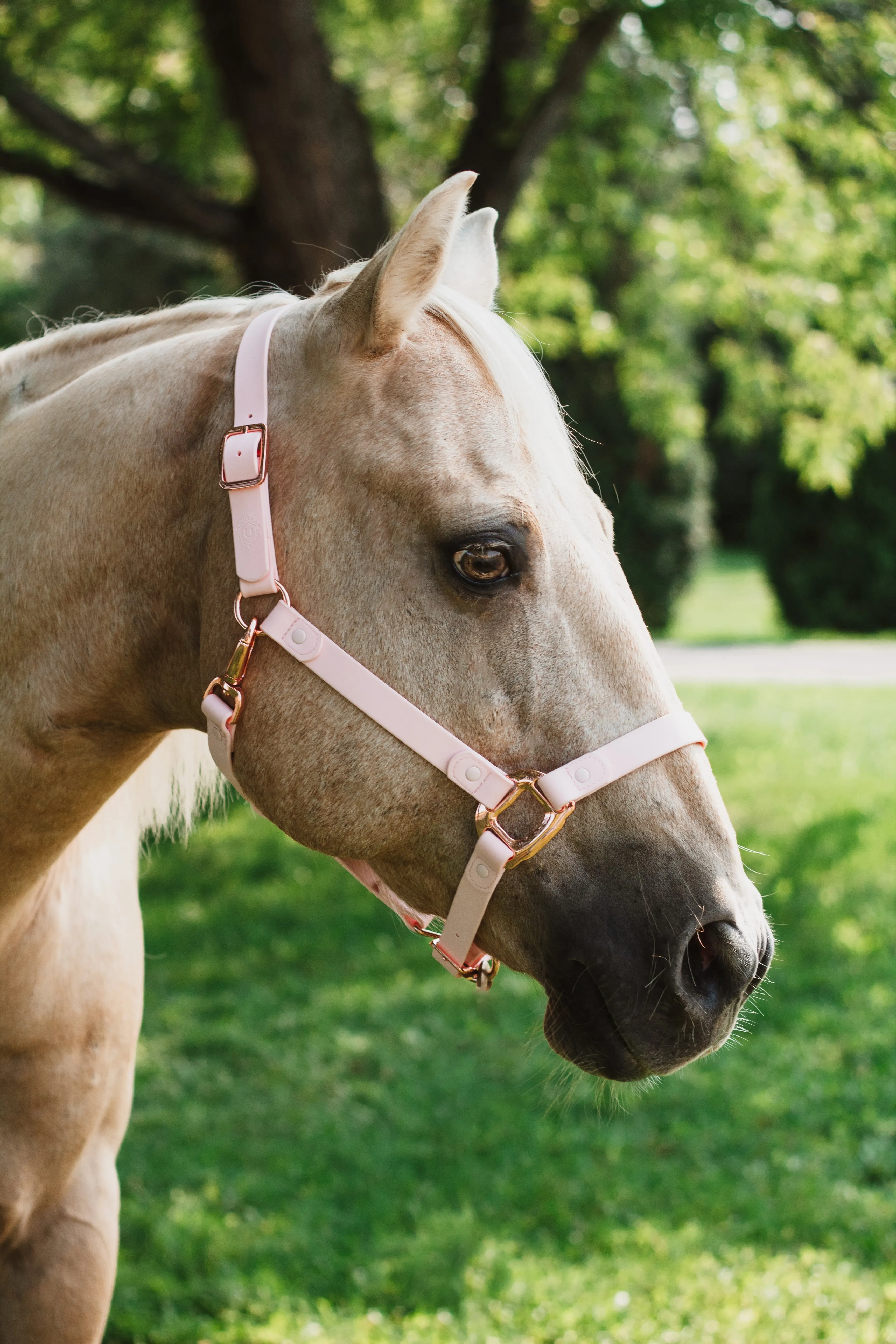 iCavalos Horse Lead Candy Pink