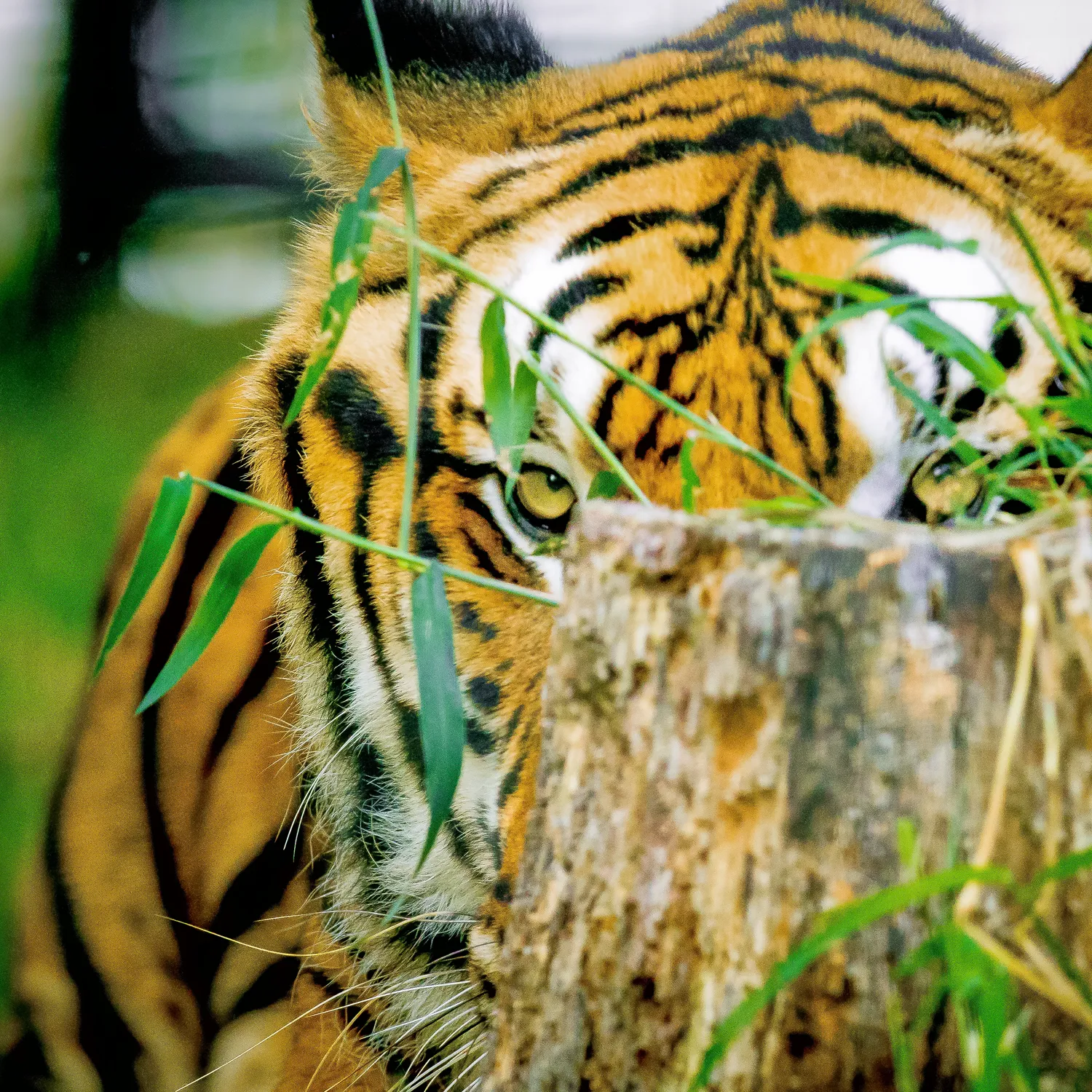 Peeking Tiger Photographic Coaster